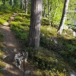 Poukama Paeijaetsalo Sysmä